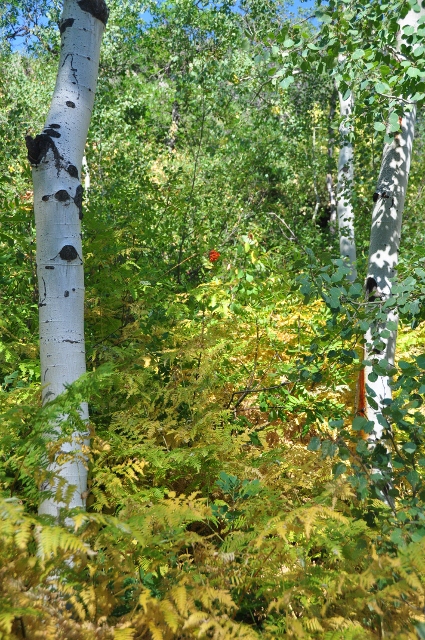 aspens with touch of fall
